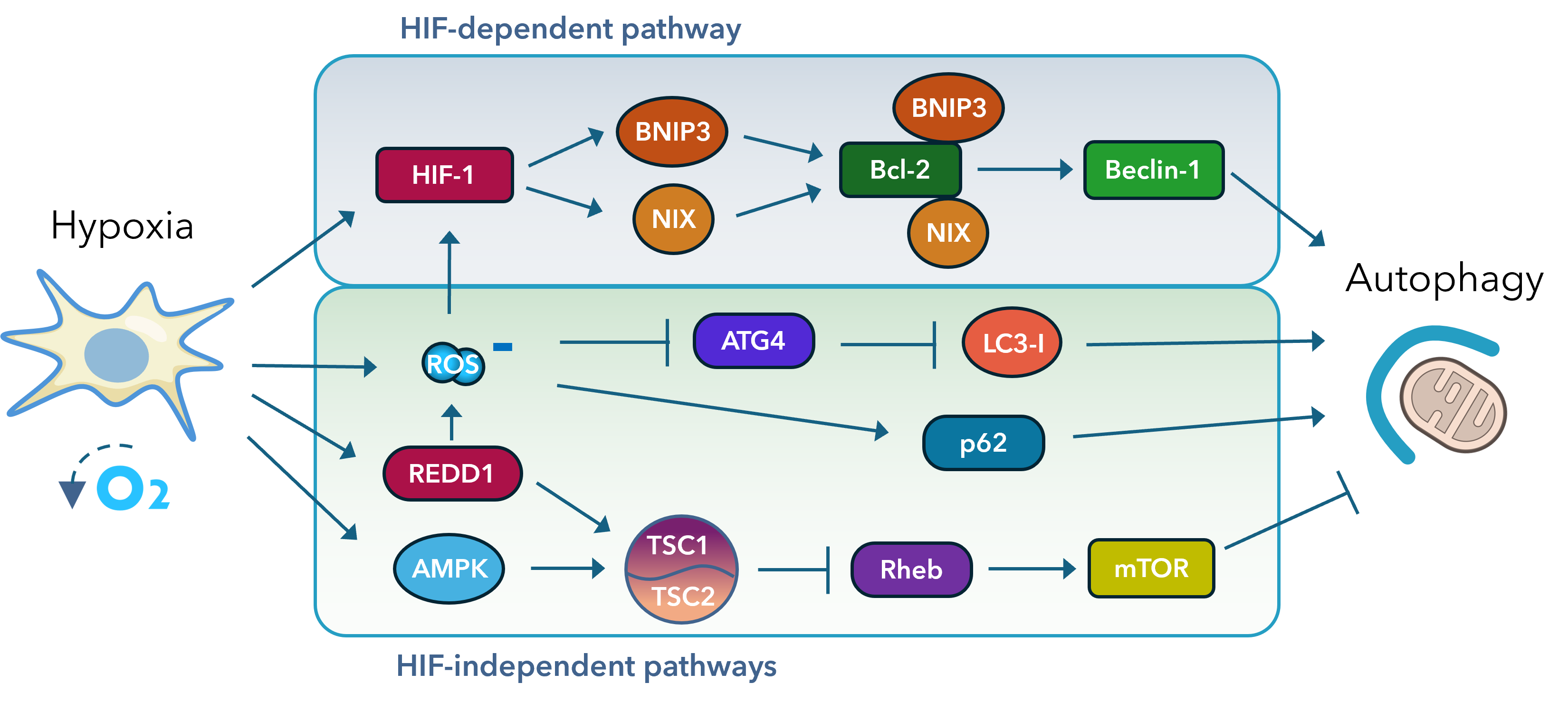 Differential Regulation of Autophagy Under Hypoxic, Physioxic, and ...